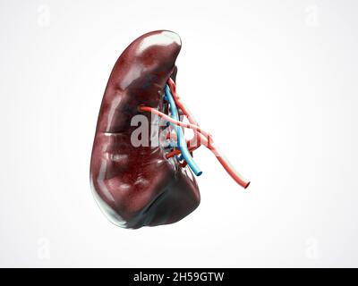 Anatomisch genaue 3d-Darstellung der Milz der menschlichen inneren Organe mit auf Weiß isolierten Blutgefäßarterien und Venen Stockfoto