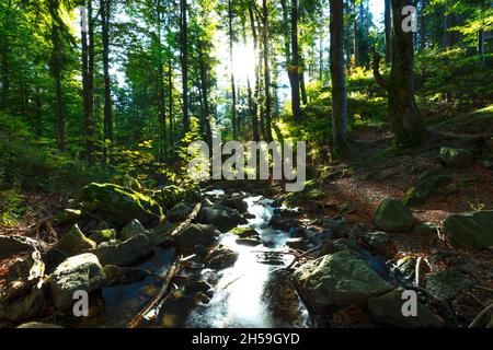 Laubwald im Hinterlicht mit Bach am Feldsee im Schwarzwald Stockfoto