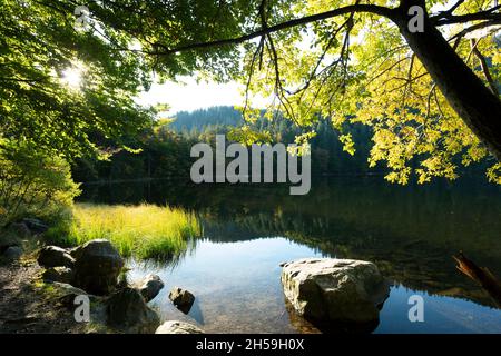 Spiegelung der Wasseroberfläche Feldsee auf dem Feldberg im Schwarzwald Stockfoto