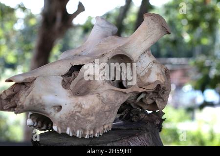 Deer Skull Stockfoto