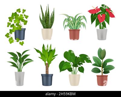 Pflanzen zu Hause. Botanische Sammlung Innendekoration Gartenblumen mit schönen Blättern anständige Vektor realistische Pflanzen in Töpfen Stock Vektor