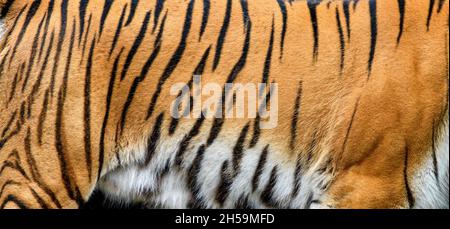 Nahaufnahme echte Tiger Haut Textur. Tigris Fell Hintergrund Textur Bild Hintergrund Stockfoto