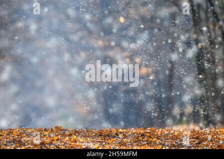 Der erste Schnee fällt auf die Herbstblätter im Wald. Schöner Hintergrund Stockfoto