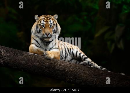 Erwachsener Tiger, der sich auf einem großen Ast entspannt und den Zuschauer im Dschungel anschaut Stockfoto