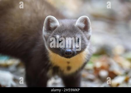 Schließen Junges Marderporträt im Herbstwald Stockfoto