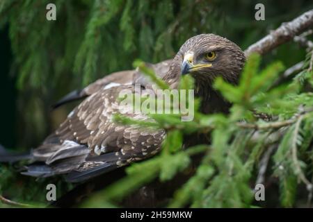 Zwergadler (Aquila pomarina) auf Kiefernbaum Stockfoto