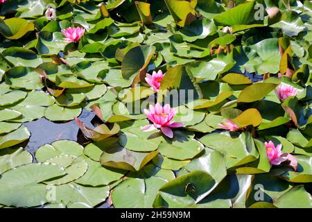 In einem Waldteich blühen rosa Seerosen. Lotus Wasserpflanze, schöne Blumen, natürlicher Hintergrund. Nahaufnahme. Stockfoto