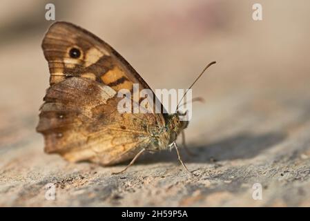 Pararge aegeria, Schmetterling, der gemeinhin als „gesprenkeltes Holz“ bezeichnet wird. Stockfoto