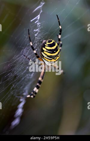 Argiope bruennichi. Gemeinhin als „Wasp Spider“ bezeichnet Stockfoto