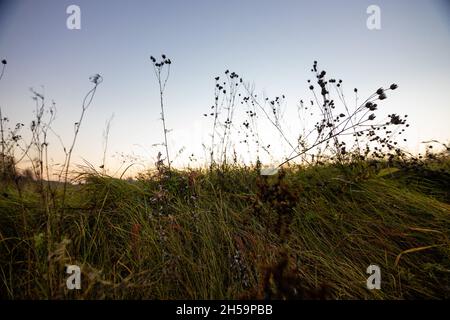 Herbstvegetation bei Sonnenuntergang, Nahaufnahme - Grashalme in den Strahlen der untergehenden Sonne Stockfoto