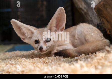 Nahaufnahme des Fennec-Fuchses, Vulpes zerda im Zoo Stockfoto