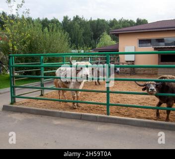 Zottelige Bergkühe im Zoo, im Sommer Stockfoto