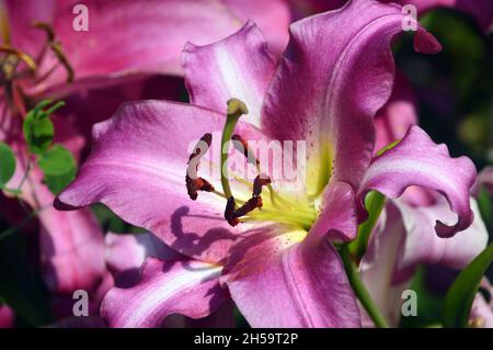 Nahaufnahme von Purple Lilium Candidum Lily Flower im Dalemain Mansion & Historic Gardens, Lake District National Park, Cumbria, England, Großbritannien. Stockfoto