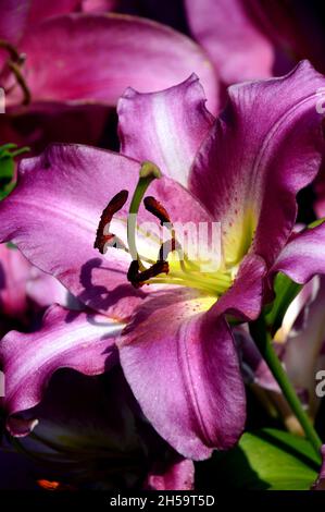 Nahaufnahme von Purple Lilium Candidum Lily Flower im Dalemain Mansion & Historic Gardens, Lake District National Park, Cumbria, England, Großbritannien. Stockfoto