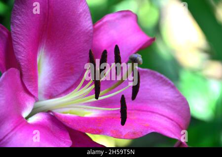 Nahaufnahme von Purple Lilium Candidum Lily Flower im Dalemain Mansion & Historic Gardens, Lake District National Park, Cumbria, England, Großbritannien. Stockfoto