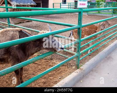 Zottelige Bergkühe im Zoo, im Sommer Stockfoto