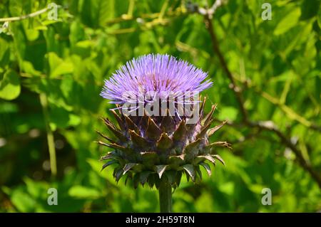 Single Purple Cardoon 'Cynara cardunculus' (Artischocke Thistle) Seed Head im Dalemain Mansion & Historic Gardens, Lake District National Park, Cumbria. Stockfoto