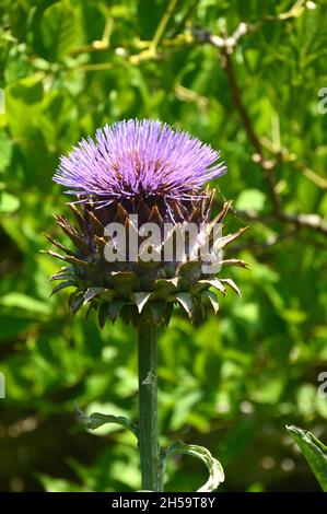 Single Purple Cardoon 'Cynara cardunculus' (Artischocke Thistle) Seed Head im Dalemain Mansion & Historic Gardens, Lake District National Park, Cumbria. Stockfoto