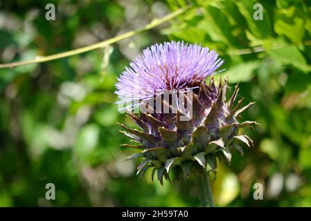 Single Purple Cardoon 'Cynara cardunculus' (Artischocke Thistle) Seed Head im Dalemain Mansion & Historic Gardens, Lake District National Park, Cumbria. Stockfoto