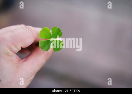 Eine Hand, die einen grünen 4-Blatt-Kleeblatt aus einem Garten nimmt und ihn als Glücksbringer speichert. Die vier Blätter stehen für Hoffnung, Glauben, Liebe und Glück. Stockfoto