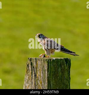 Porträt eines Turmfalken. Der Vogel sitzt auf einem Holzpfosten im Gras. Der räuberische, wilde Vogel hat eine Maus auf der Pfote. Gefangen Beute, Fleisch, essen Vogel von Stockfoto