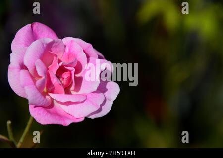 Single Pink Scrambling Kletterrose „Old Blush“, gewachsen im Dalemain Mansion & Historic Gardens, Lake District National Park, Cumbria, Großbritannien. Stockfoto