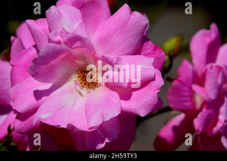 Single Pink Scrambling Kletterrose „Old Blush“, gewachsen im Dalemain Mansion & Historic Gardens, Lake District National Park, Cumbria, Großbritannien. Stockfoto