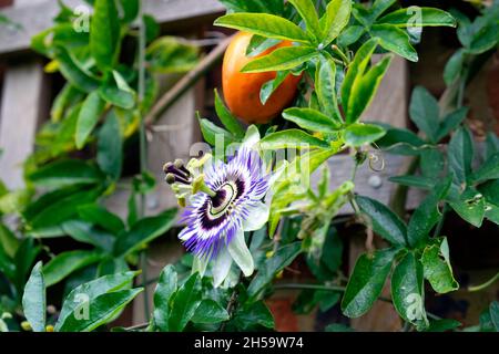 Passiflora caerulea blaue Passionsblume & reife Orangenfrucht auf Kletterrebe mit Holzrellis-Stützrahmen in Rye Sussex England UK KATHY DEWITT Stockfoto