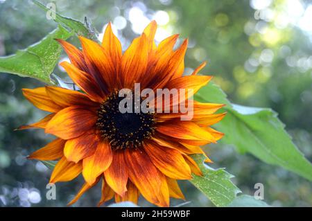 Single Burnt Orange/Yellow/Brown Helianthus Annuus 'Earthwalker' Sonnenblume in einem Blumentopf auf einer Terrasse in einem englischen Cottage Garden, Lancashire gewachsen. Stockfoto