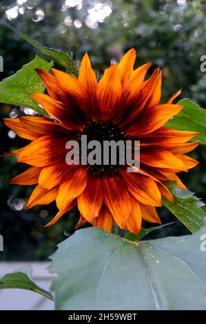 Single Burnt Orange/Yellow/Brown Helianthus Annuus 'Earthwalker' Sonnenblume in einem Blumentopf auf einer Terrasse in einem englischen Cottage Garden, Lancashire gewachsen. Stockfoto