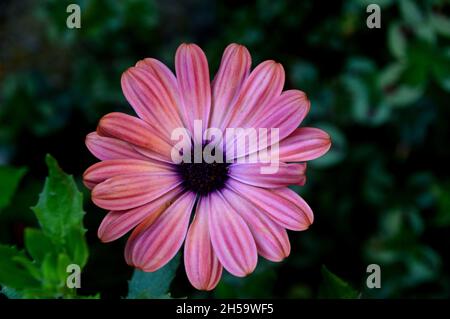 Einzelne Osteospermum ecklonis Tradewinds Terracotta 'African Daisy' Blume in einem Blumentopf in einem englischen Cottage Garden, Lancashire, England, Großbritannien angebaut Stockfoto