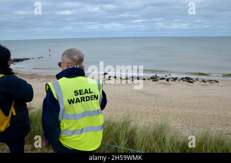 Robben an der grauen Robbenkolonie norfolk england, Großbritannien Stockfoto