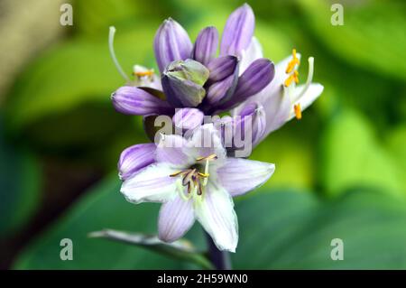 Lavendel/Lilac Hosta 'Minuteman' (Pfirsich-Lilie) Blumen, die in einem Blumentopf auf einer Terrasse in einem englischen Cottage Garden, Lancashire, England, Großbritannien, angebaut werden. Stockfoto