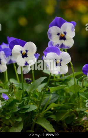 Eine bunte, weiß/violette Viola Cornuta (Delfter Blau), 'Rocky' in einem Blumentopf auf einer Terrasse in einem englischen Cottage Garden, Lancashire, England, Großbritannien Stockfoto