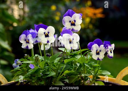 Eine bunte, weiß/violette Viola Cornuta (Delfter Blau), 'Rocky' in einem Blumentopf auf einer Terrasse in einem englischen Cottage Garden, Lancashire, England, Großbritannien Stockfoto