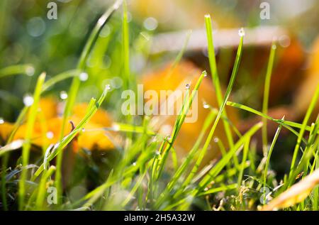 Nahaufnahme von Morgentau tropft auf dem grünen Gras Stockfoto