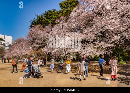 4. April 2019: Tokio, Japan - Japaner genießen das Hanami Festival im Shinjuku Gyoen National Garden an einem perfekten Frühlingstag. Stockfoto