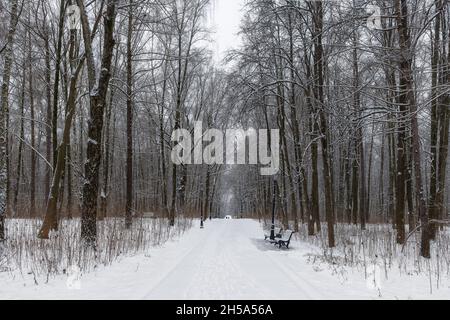 Verschneite Bäume im Winterpark. Winterlandschaft. Stockfoto