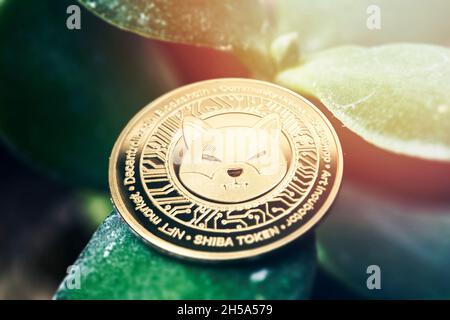 Geld in Kryptowährung investieren. Grüne Heimpflanze im Topf und goldene Shiba Inu-Münze darauf. Symbol für Shiba Inu-Münzpreiswachstum. Krypto-Preis Stockfoto