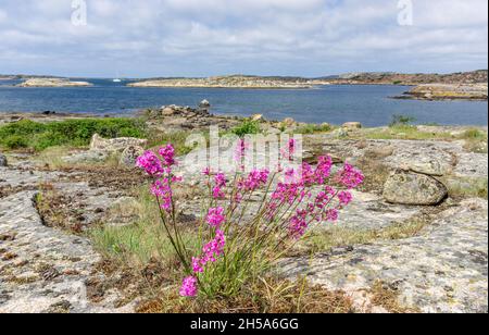 Smögen, Schweden - 9. Juni 2021: Wunderschöne rosa Blume auf Felsen vor der Bucht mit Atlantik im Hintergrund Stockfoto