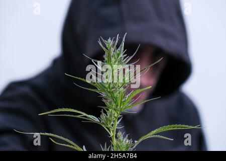 Cannabiszweig mit Blättern auf dem Hintergrund eines verschwommenen Mannes in einer schwarzen Kapuze. Das Thema der Probleme im Zusammenhang mit Kriminalität und Verletzung des Gesetzes. Stockfoto