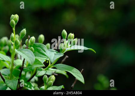 Ungeöffnete Jasminblütenknospen und junge grüne Blätter am Frühlingstag Stockfoto