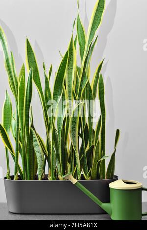 Immergrüne Zierpflanze und Gießkannen für den Innenbereich. Bewässern, wachsen und pflegen Sie eine Zimmerpflanze. Zimmerpflanze für Raum- und Hausdekoration. Stockfoto