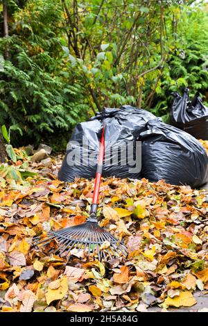 Rechen und ein Haufen Herbstblätter im Garten vor dem Hintergrund von Säcken mit gesammelten Blättern Stockfoto