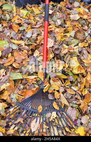 Gartenblattrechen auf dem Hintergrund der Herbstblätter im Garten. Sammeln Herbstblätter im Garten, Herbsthof Reinigung. Stockfoto