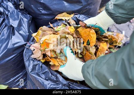 Hände in Handschuhe legen Herbstblätter in eine Plastiktüte. Verwendung der Blätter als organisches Material im Garten oder als Energiequelle für Biokraftstoffe. Stockfoto