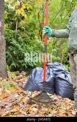 Rake in der Hand des Gärtners während der Herbstreinigung des Hofes vor dem Hintergrund von Säcken mit gesammelten Blättern. Stockfoto