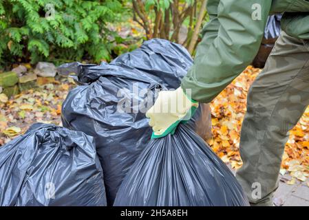 Der Gartenarbeiter hat beim Reinigen des Hofes Hände und schwarze Plastiktüten mit gesammelten Blättern angekleidet Stockfoto