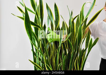 Frau Hand in einem grünen Gummihandschuh zeigt ein Daumen nach oben Zeichen nach Pflege und Gießen einer Zimmerpflanze Stockfoto