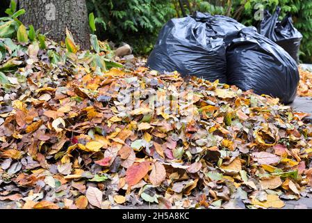 Haufen Herbstblätter im Garten vor dem Hintergrund von Säcken mit gesammelten Blättern Stockfoto